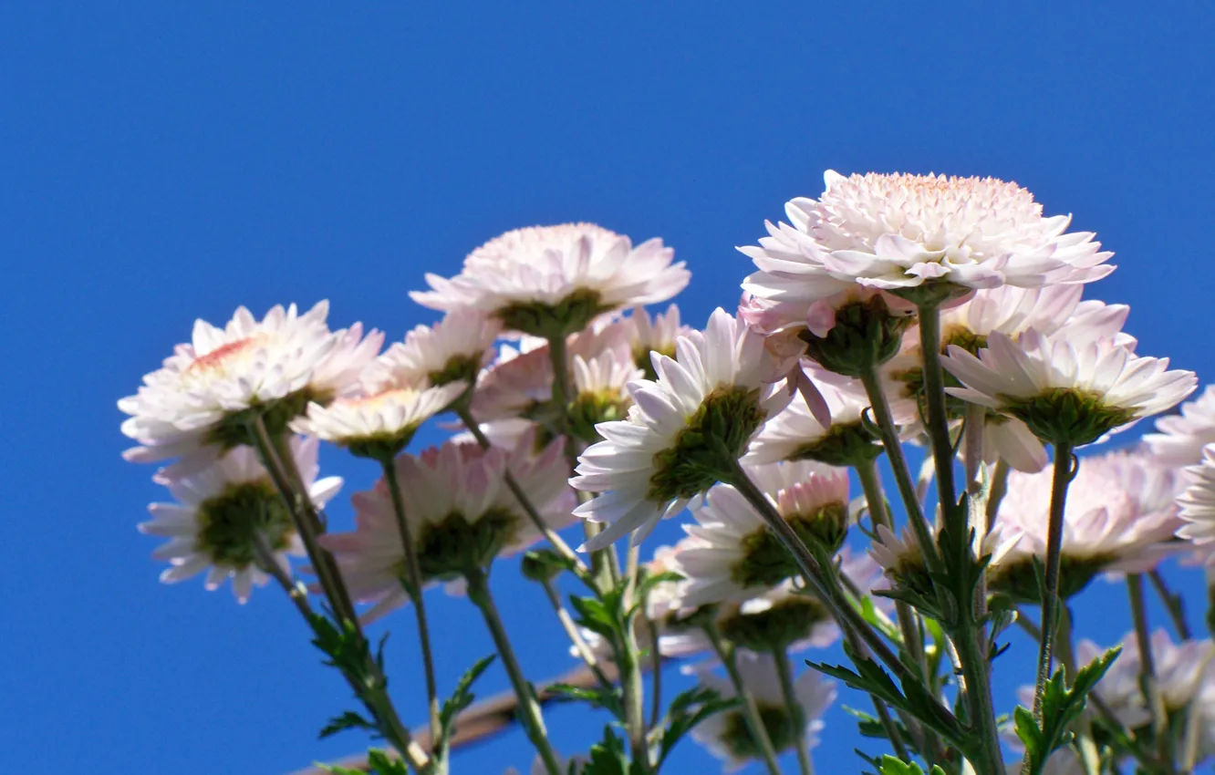 Photo wallpaper white, flower, the sky, macro, pink, blue, Bush, bouquet