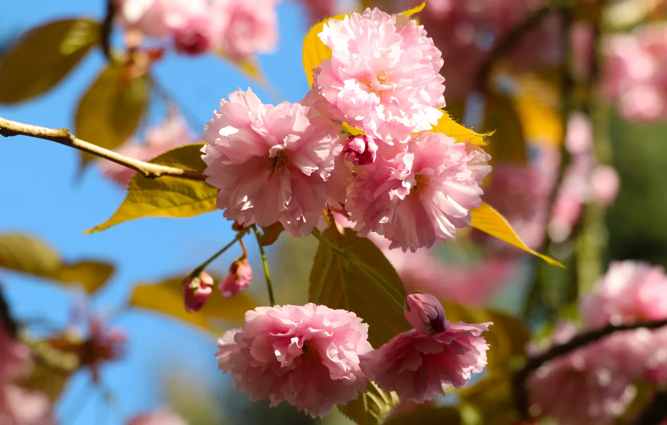 Photo wallpaper flowers, spring, Japanese cherry