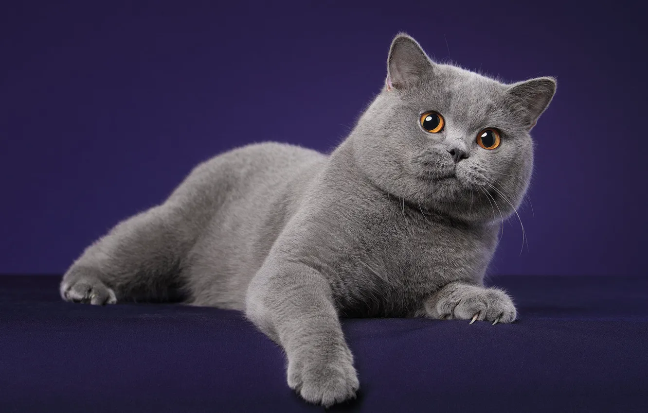 Photo wallpaper cat, cat, look, pose, grey, lies, face, British
