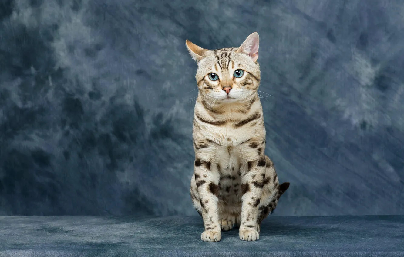 Photo wallpaper cat, cat, look, pose, background, face, sitting, Scottish