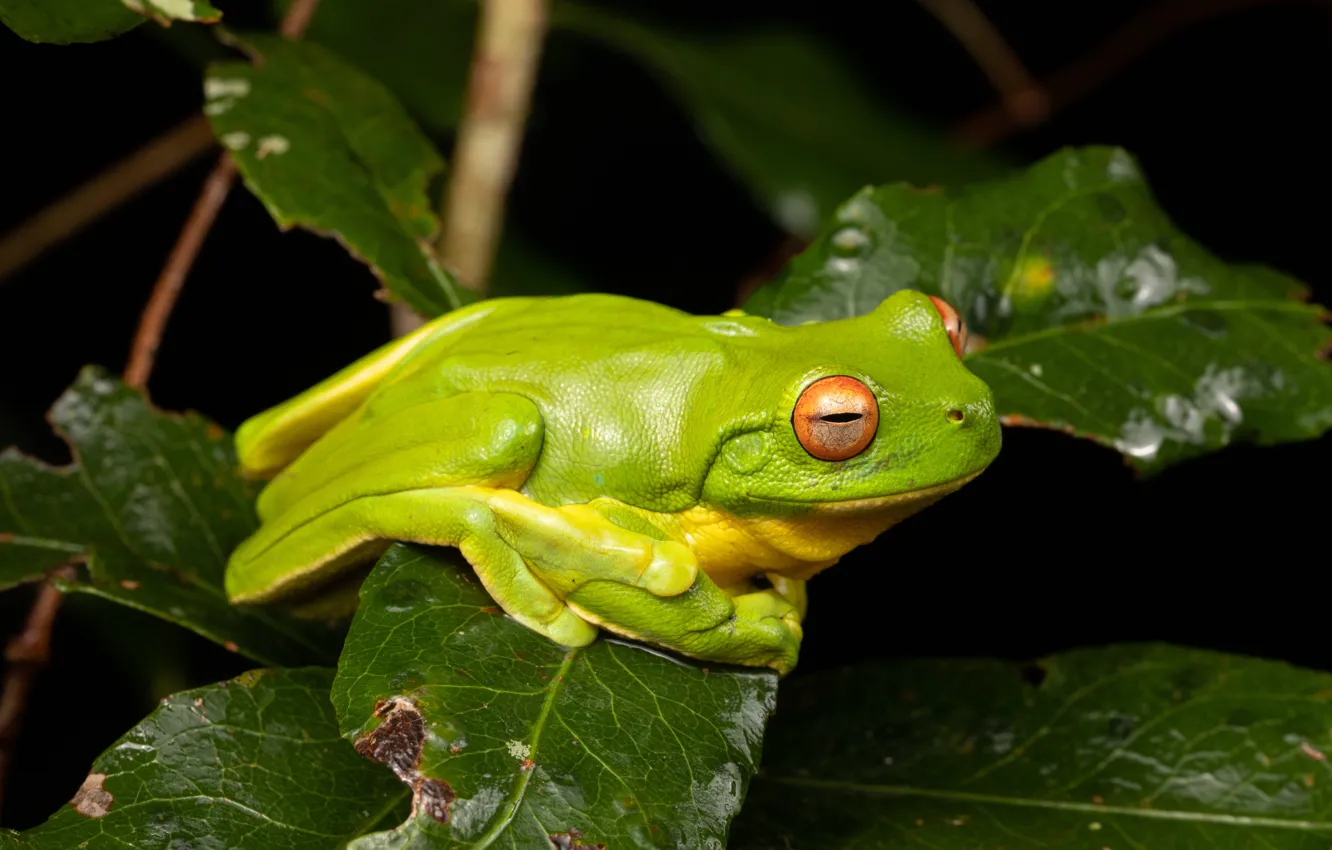 Photo wallpaper macro, green, background, frog
