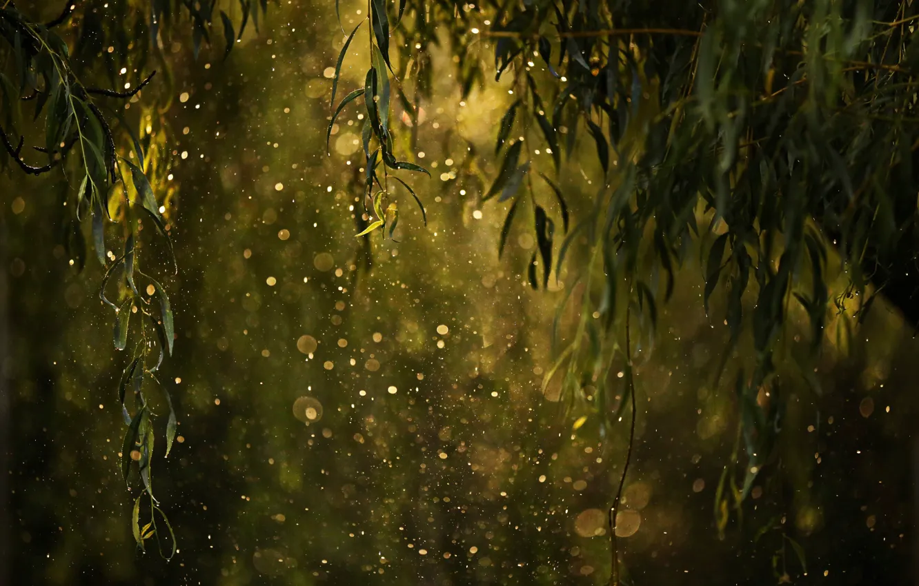Photo wallpaper leaves, drops, glare