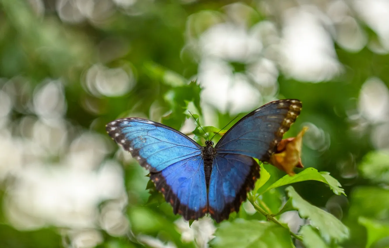 Photo wallpaper leaves, macro, background, butterfly, insect, blue, blue, bokeh