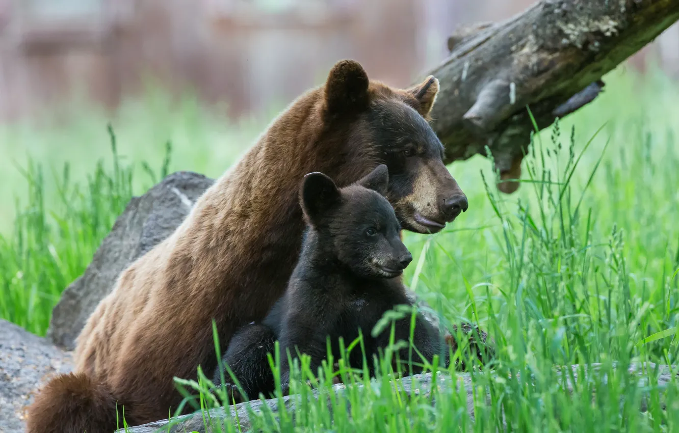 Photo wallpaper baby, bear, mom