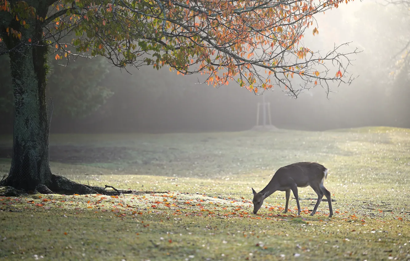 Photo wallpaper autumn, branches, fog, Park, tree, foliage, deer, morning