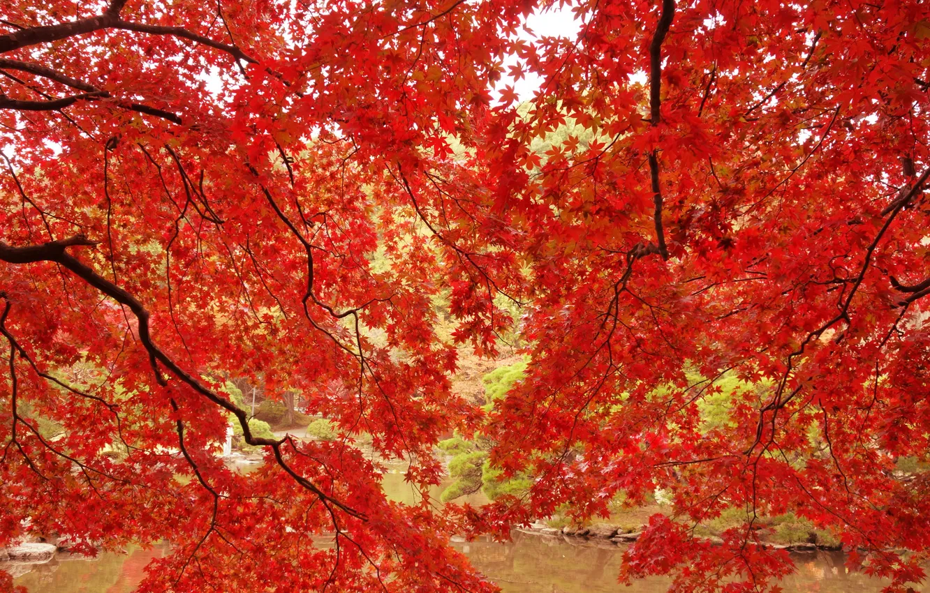 Photo wallpaper autumn, leaves, trees, branches, pond, Park, maple, the crimson