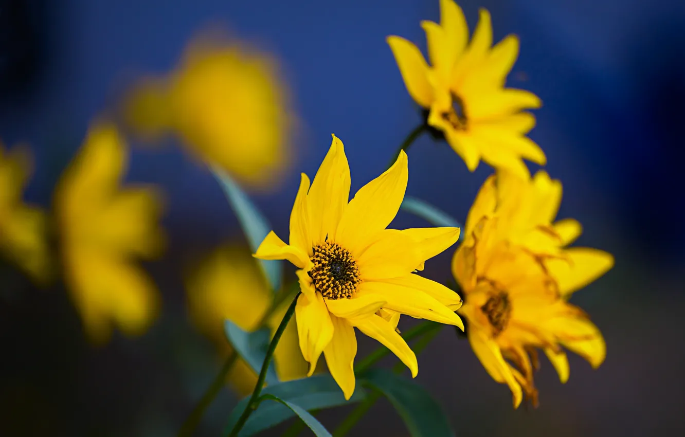 Photo wallpaper nature, petals, garden, meadow, Jerusalem artichoke