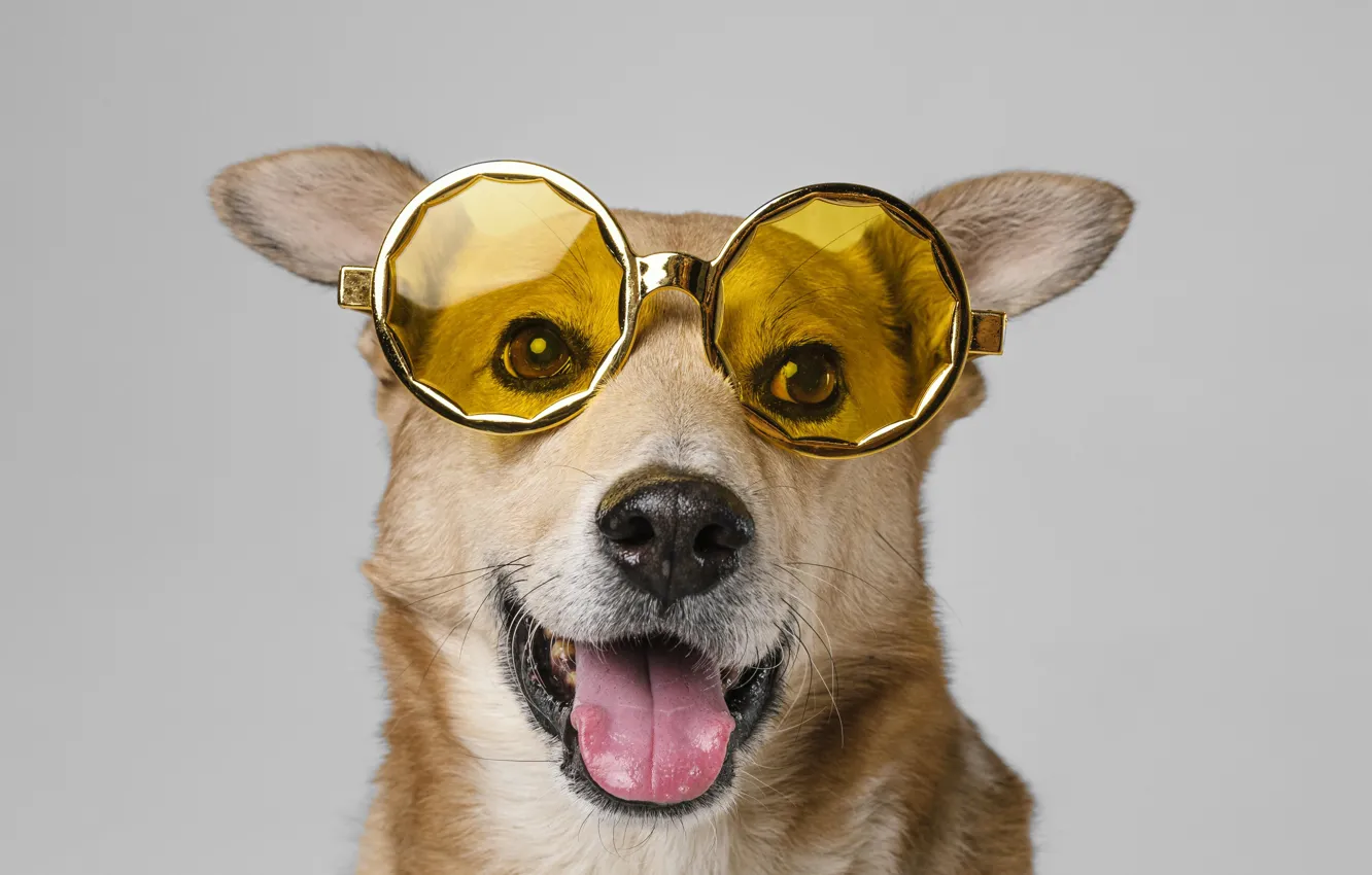 Photo wallpaper Dog, Language, Look, Glasses, Face