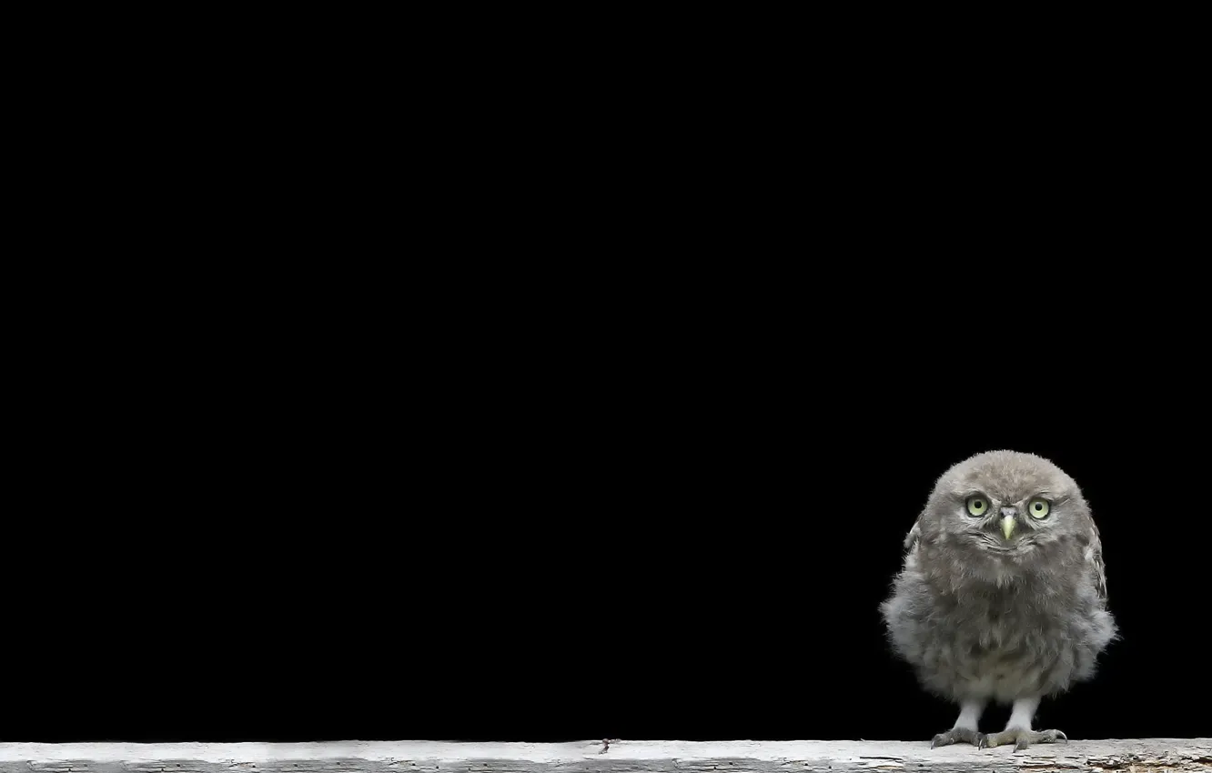 Photo wallpaper background, chick, owlet