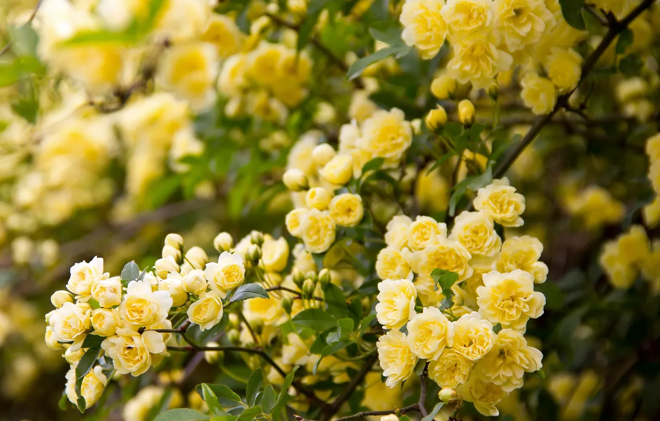 Photo wallpaper branches, briar, flowering, flowers, Rose Banks