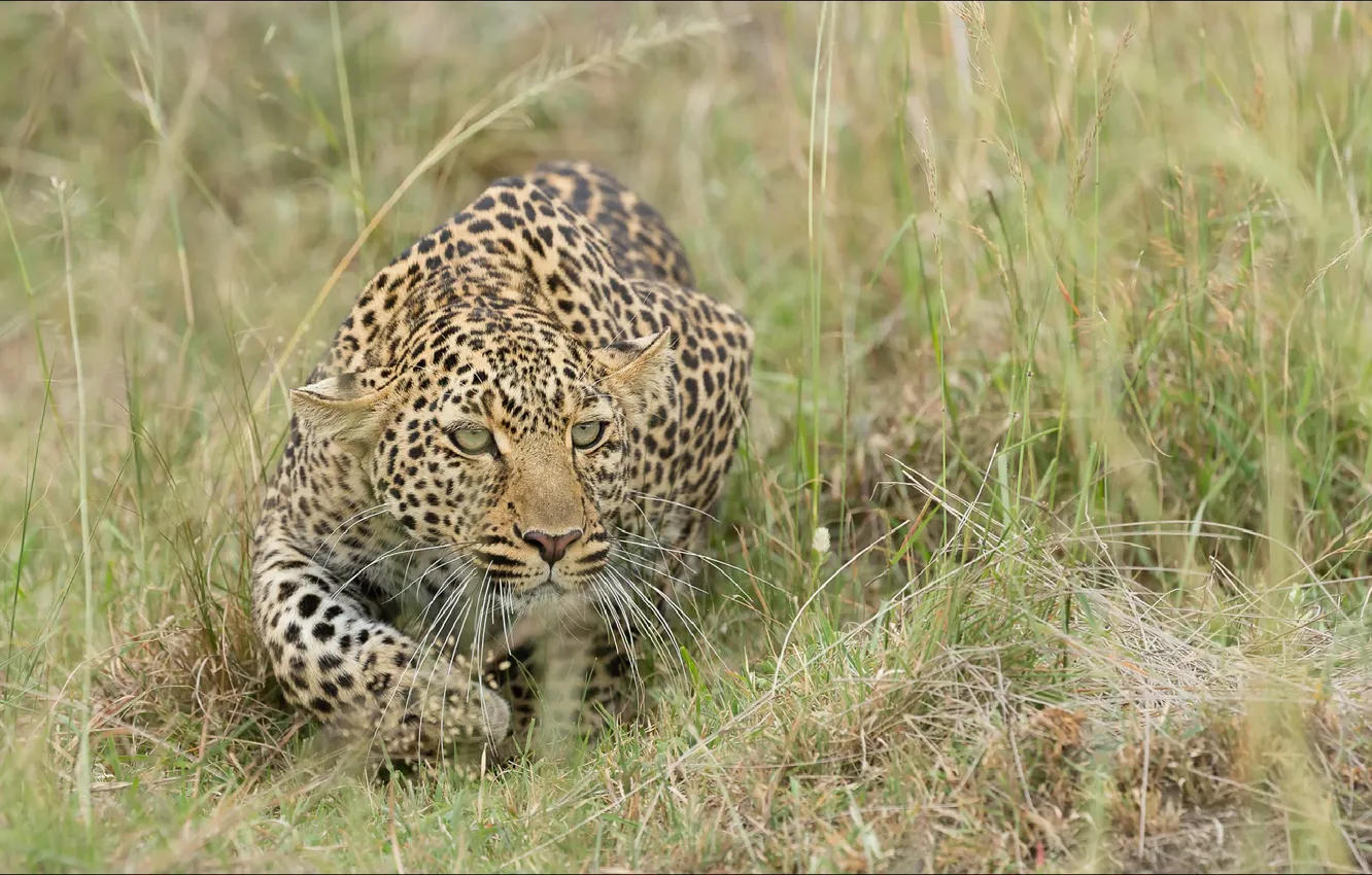 Photo wallpaper cat, desire, predator, Predator, hunter, cats, desire, hunter