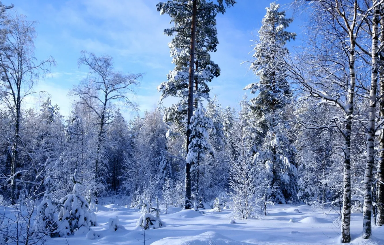 Photo wallpaper winter, forest, the sky, clouds, snow, trees, landscape, nature