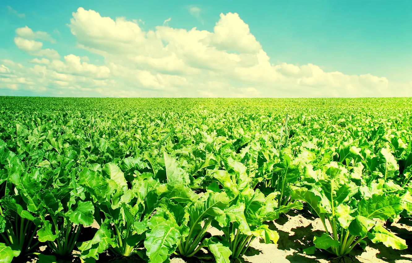 Photo wallpaper green, sky, blue, plant, soil, Crop