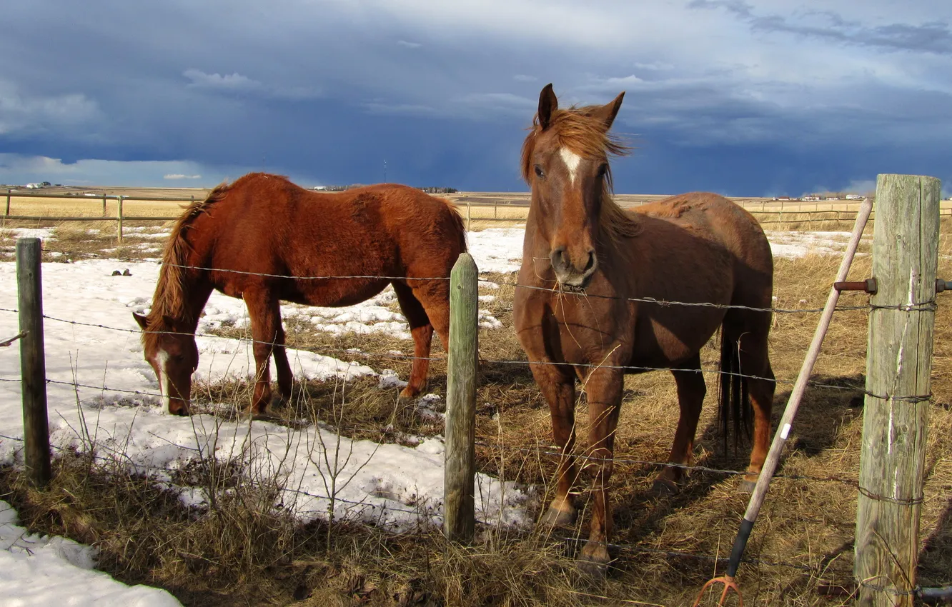 Photo wallpaper field, nature, horse, the fence