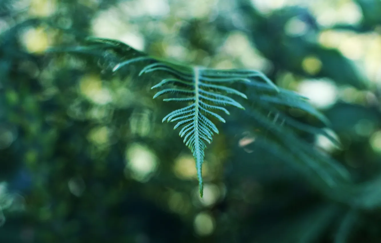 Photo wallpaper leaves, branches, plant