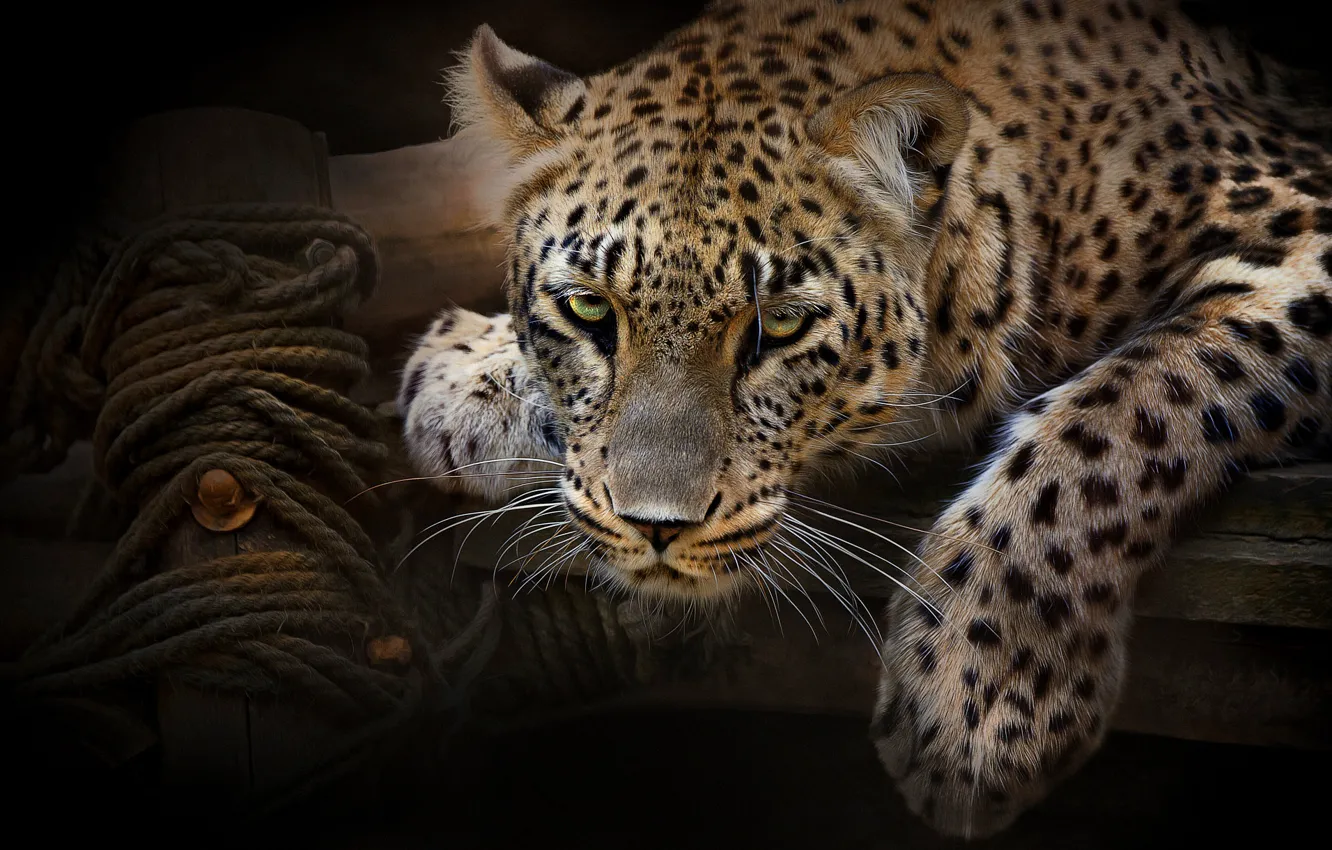 Photo wallpaper look, face, the dark background, portrait, paws, rope, leopard, rope