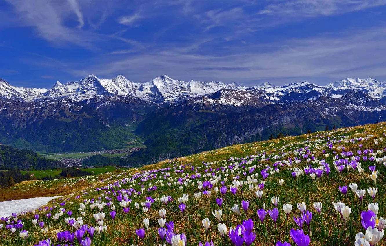 Photo wallpaper grass, snow, flowers, mountains, spring, slope, Krokus