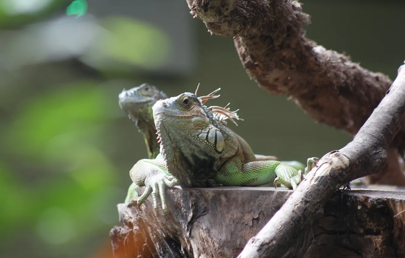 Photo wallpaper trees, nature, lizard, iguana