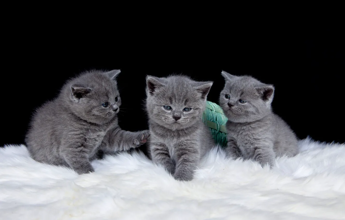 Photo wallpaper cats, kittens, three, black background, kids, trio, the British, three kittens