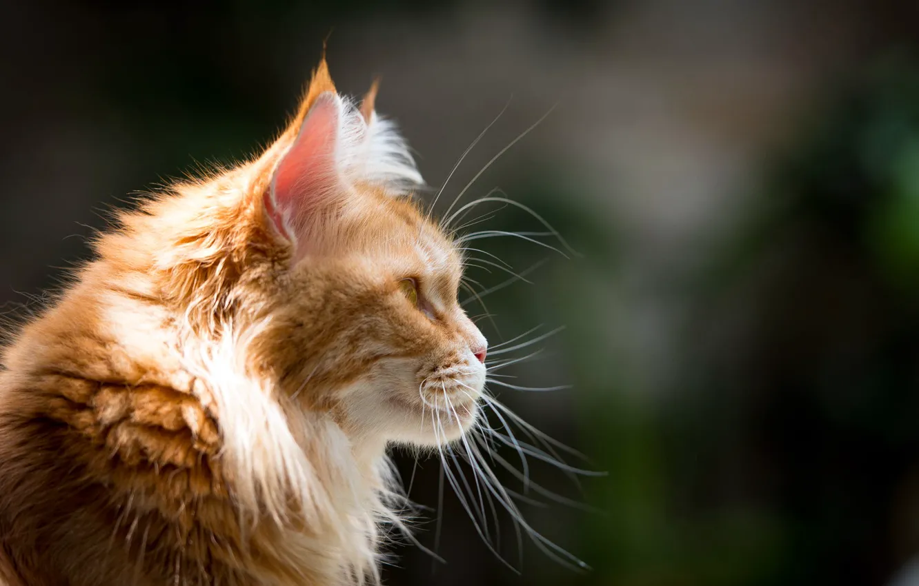 Photo wallpaper cat, mustache, face, profile, red, Maine Coon