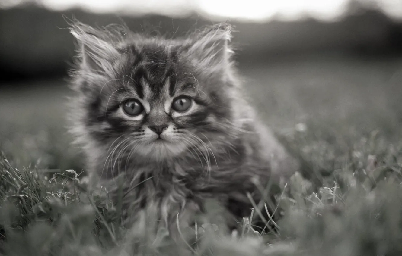 Photo wallpaper grass, kitty, grey, brooding eyes