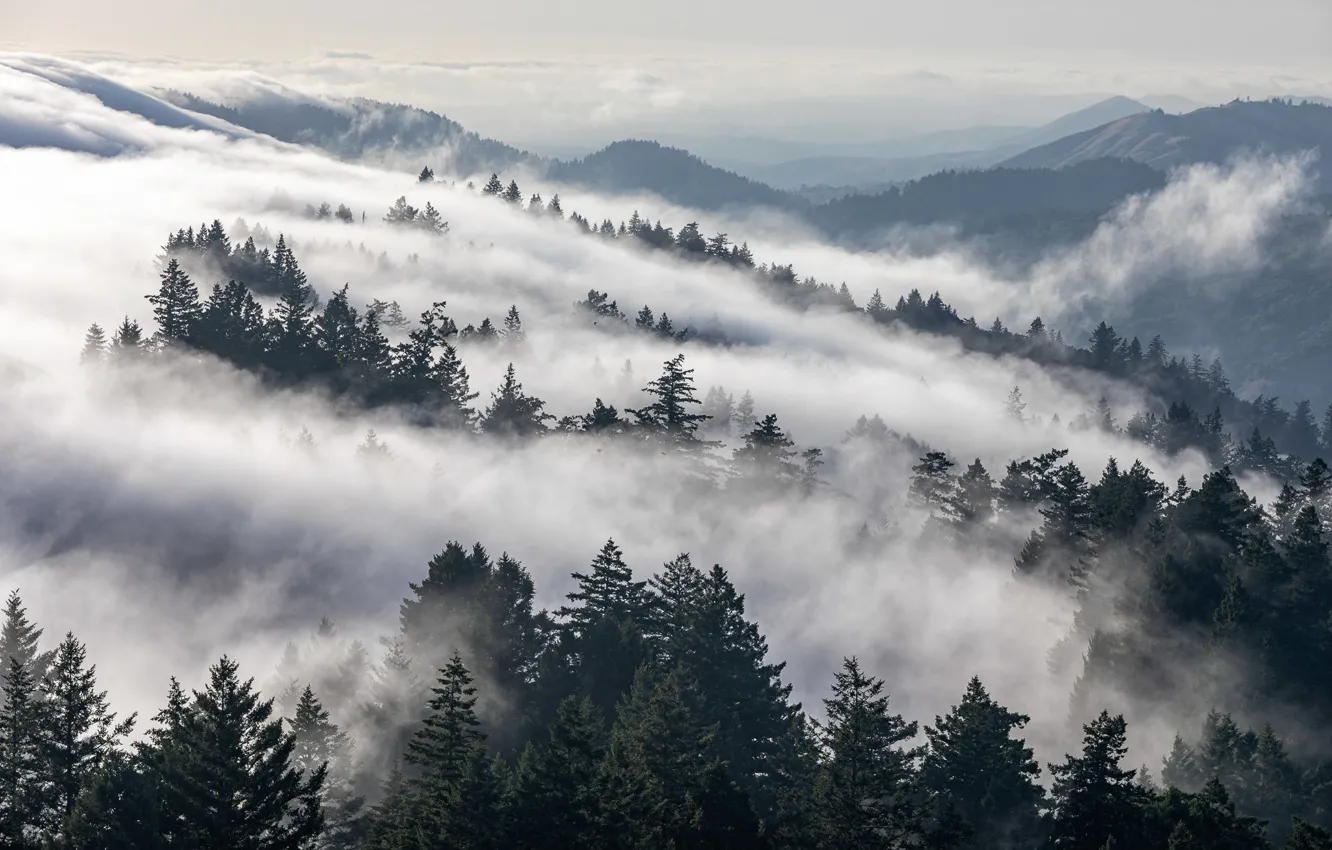Photo wallpaper forest, mountains, fog