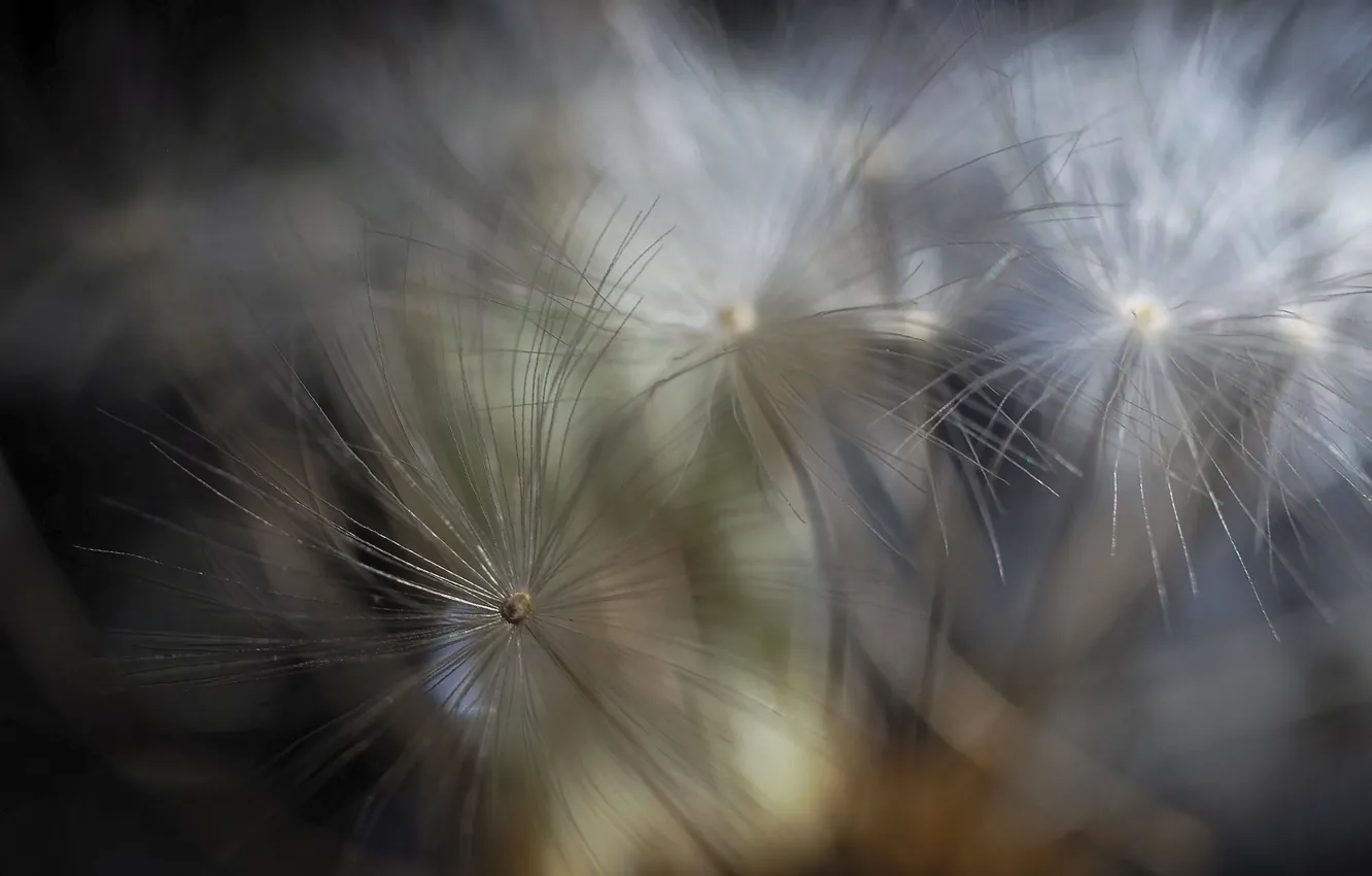 Photo wallpaper macro, flowers, nature, dandelion