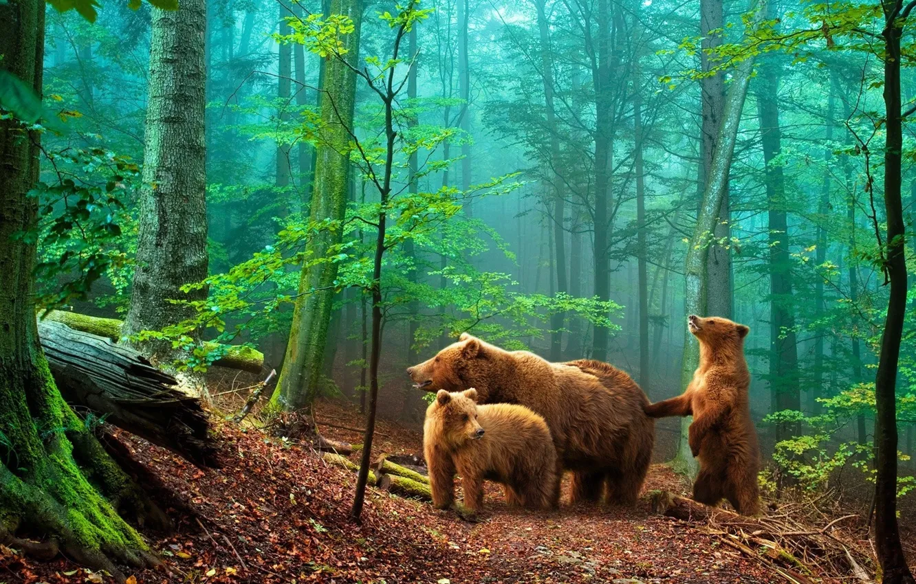 Photo wallpaper forest, bears, bears in the woods