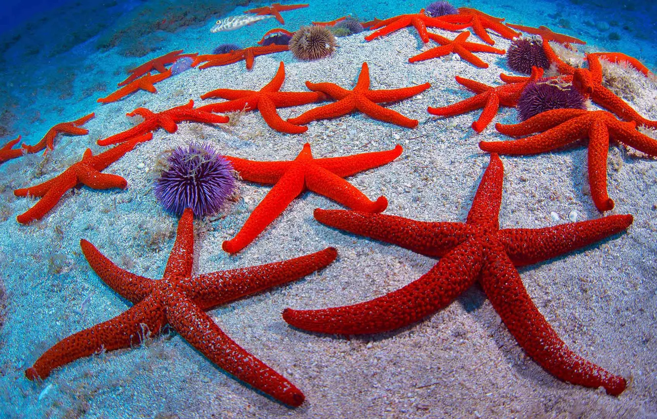 Photo wallpaper starfish, Spain, Tenerife