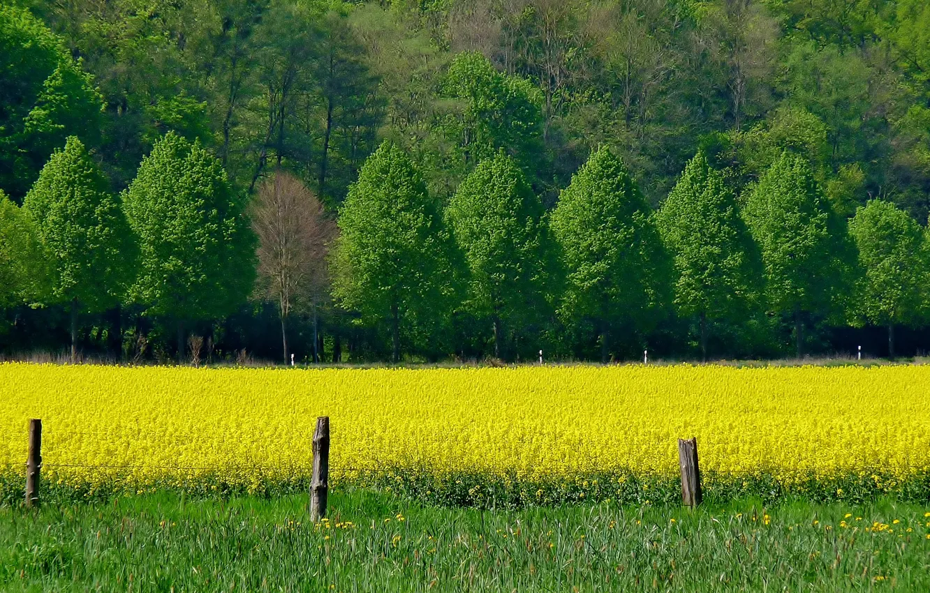 Photo wallpaper field, trees, flowers, spring, Nature, trees, field, yellow