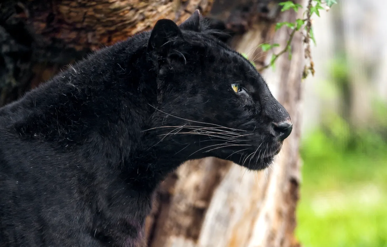 Photo wallpaper black, predator, Panther, leopard, profile