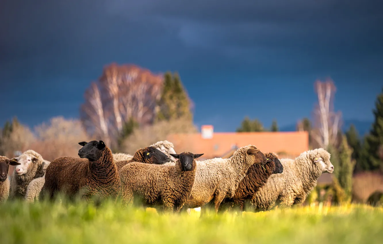 Photo wallpaper field, sheep, the herd, flock