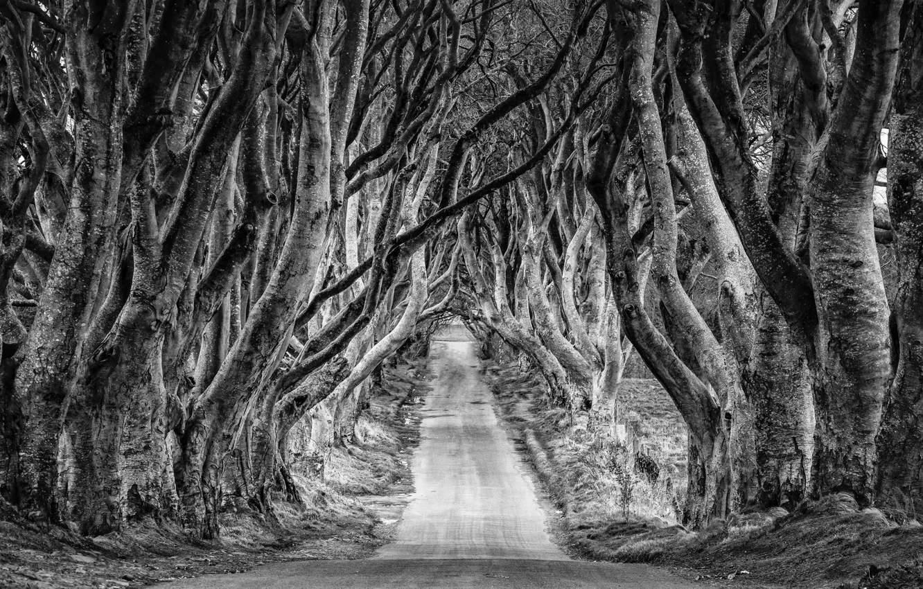 Photo wallpaper trees, nature, track, path, trees, nature, path, Track