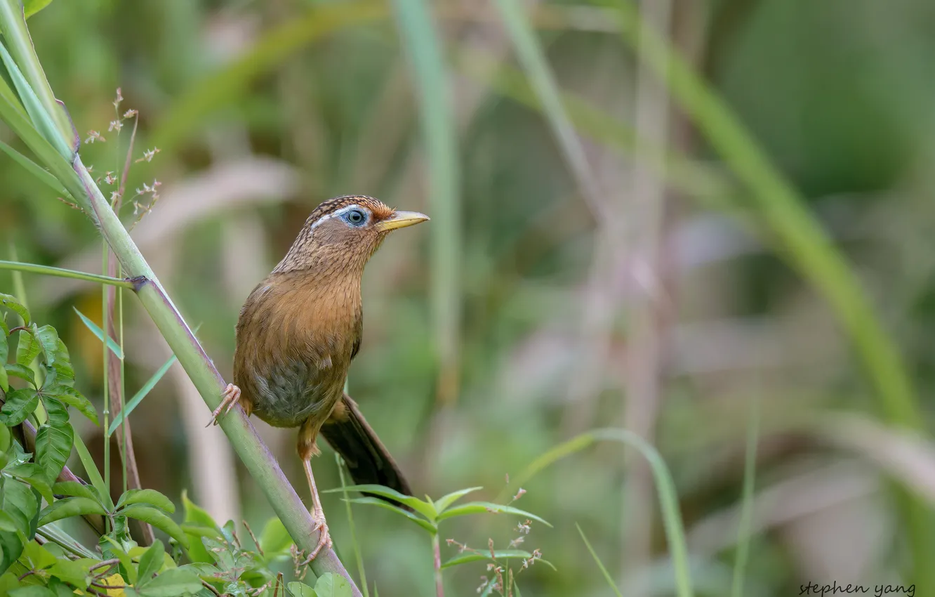 Photo wallpaper grass, bird, tail