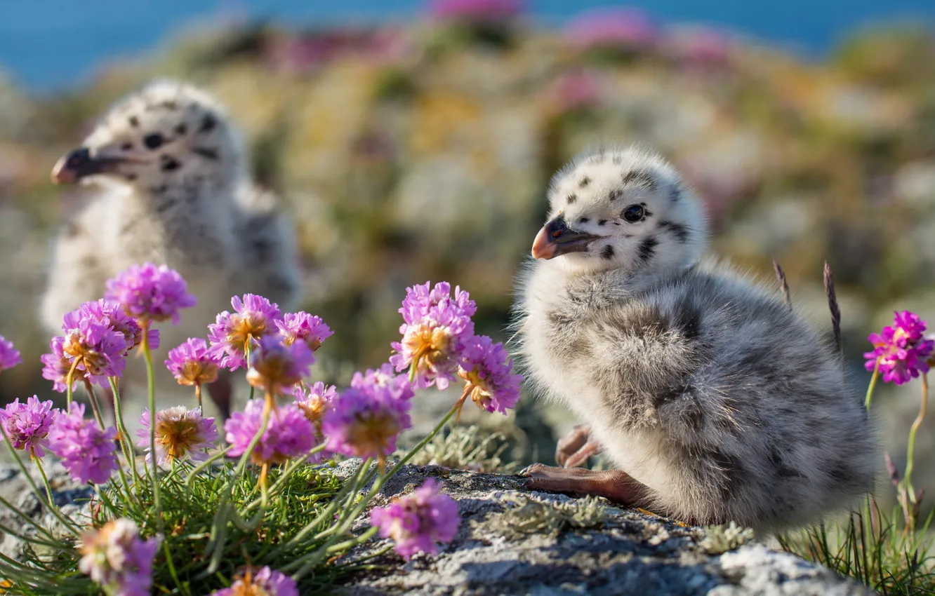 Photo wallpaper baby, bird, flowers, Chicks, seagulls
