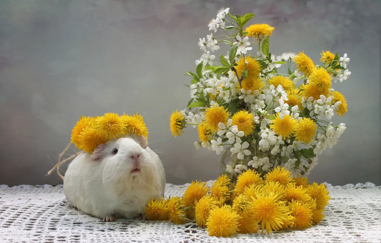 Photo wallpaper flowers, Guinea pig, dandelions, wreath, tablecloth