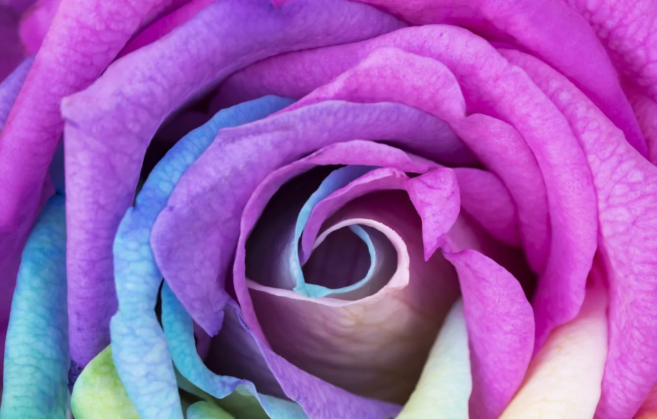 Photo wallpaper flower, macro, rose, rainbow, Bud, rainbow, rose, flower