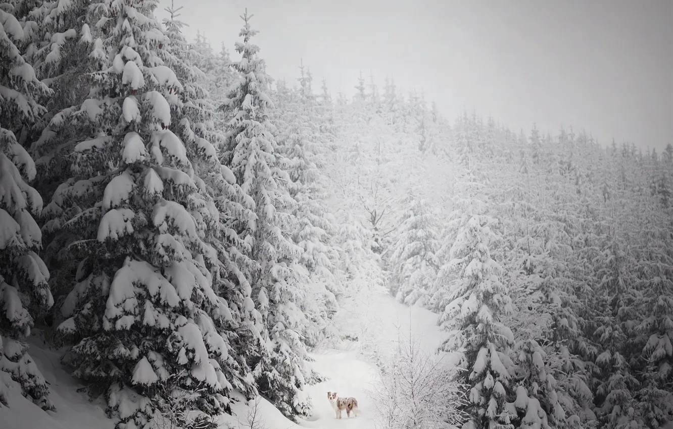 Photo wallpaper winter, forest, snow, each, dog