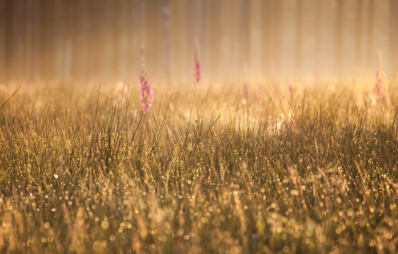 Photo wallpaper grass, fog, morning