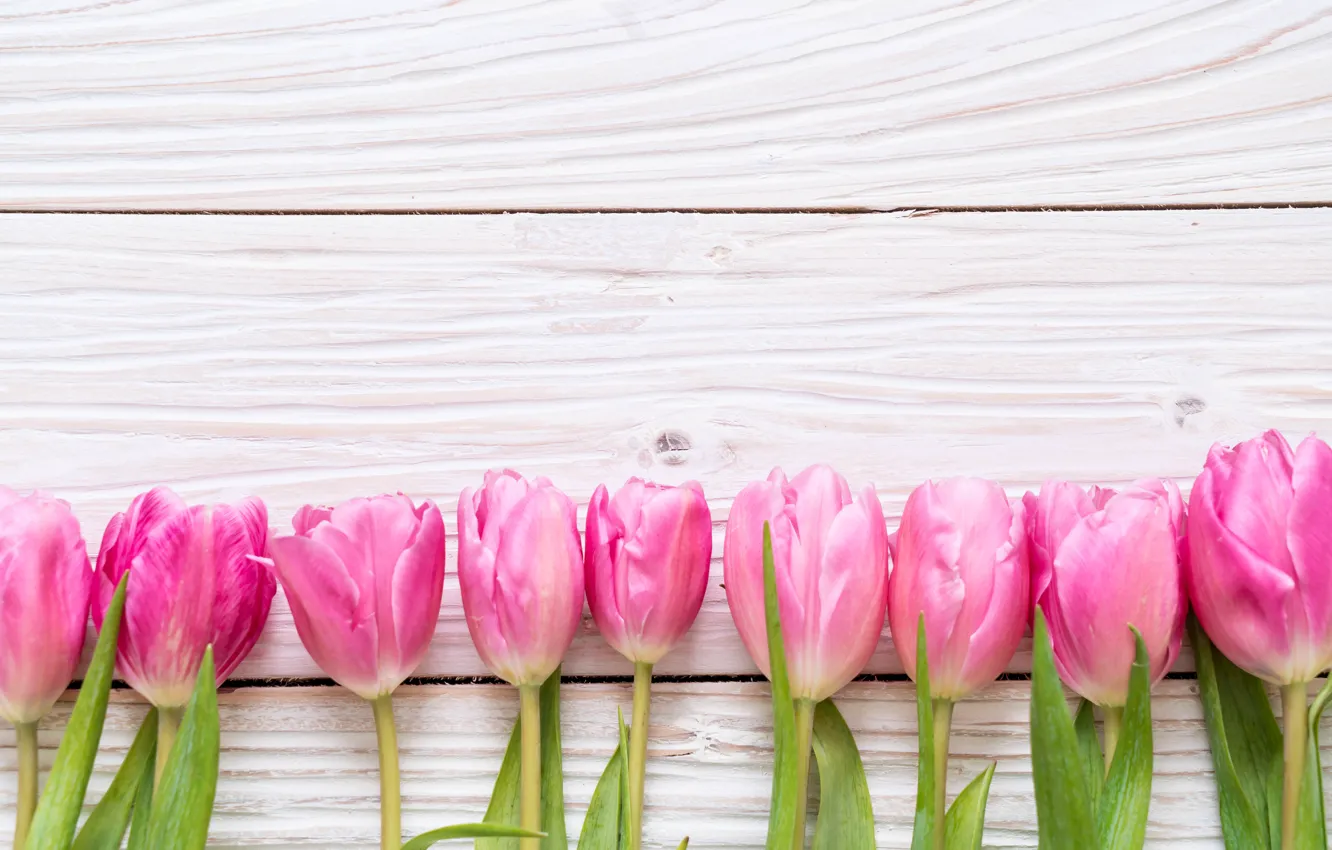 Photo wallpaper flowers, tulips, pink, fresh, wood, pink, flowers, tulips