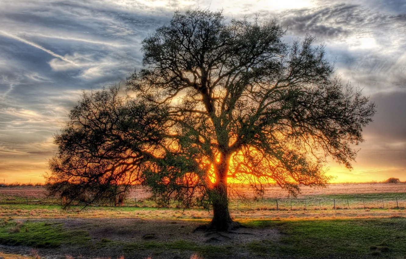Photo wallpaper the sun, trees, clearance, branched