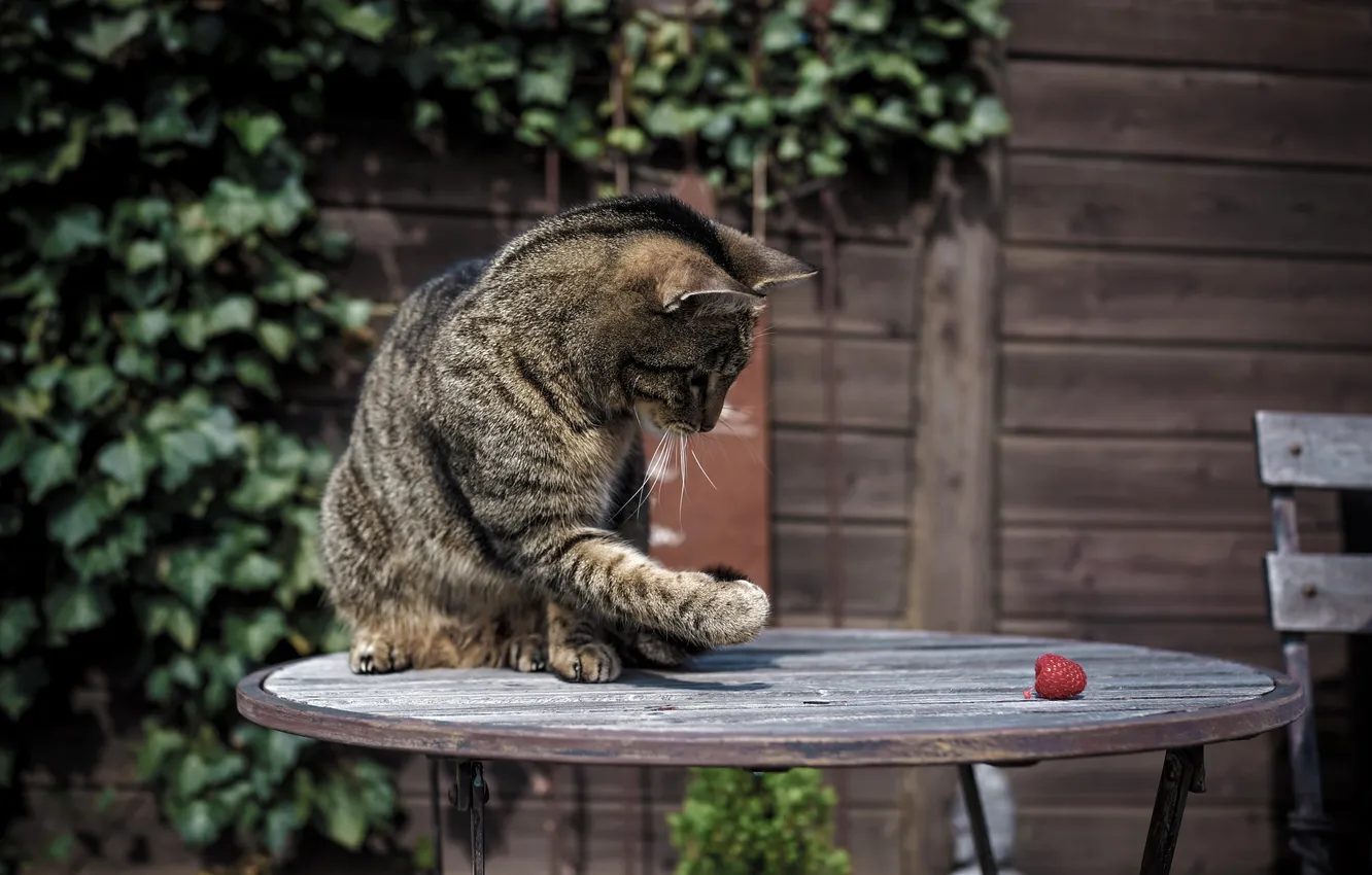 Photo wallpaper cat, cat, raspberry, paw, coloring, table
