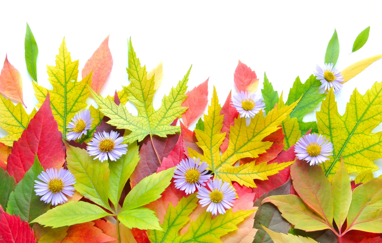 Photo wallpaper autumn, leaves, flowers