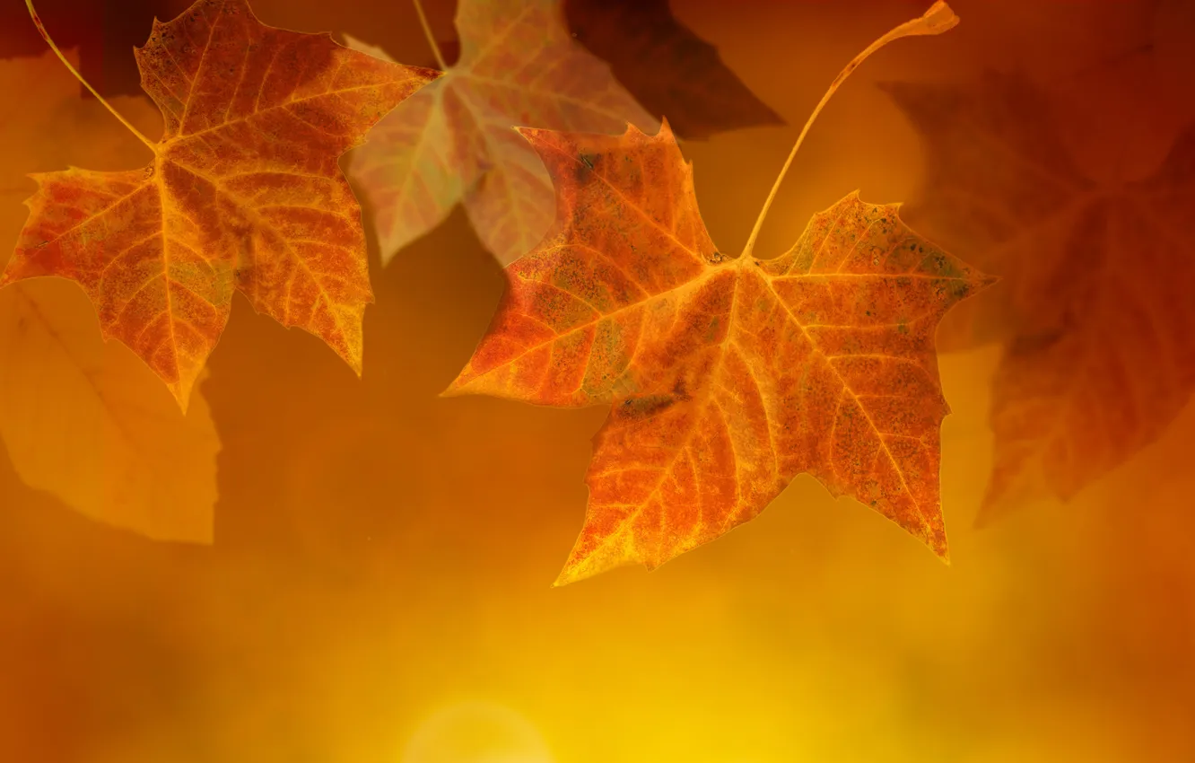 Photo wallpaper autumn, leaves, veins