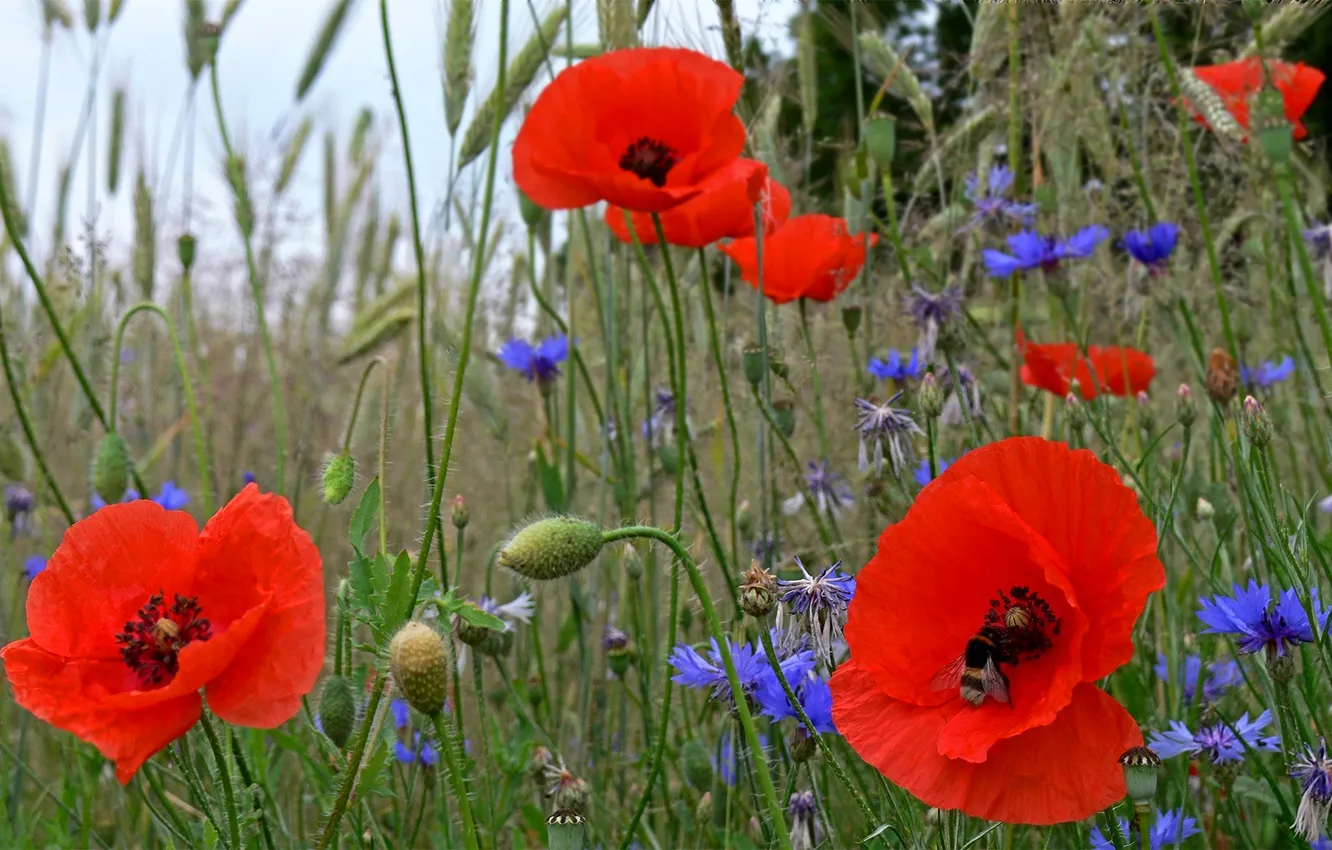 Photo wallpaper field, grass, flowers, Maki, petals, meadow