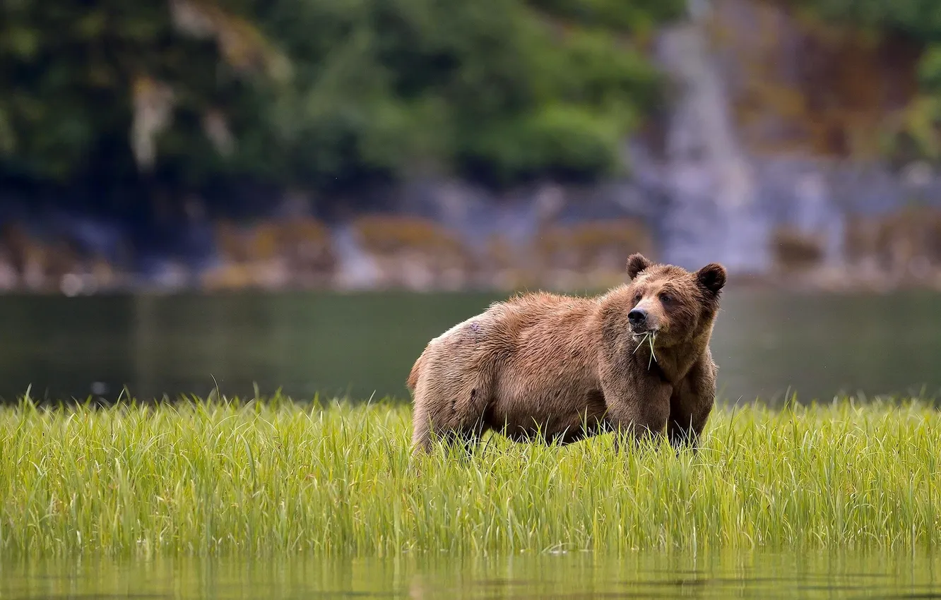 Photo wallpaper grass, water, bear, the Bruins, vegetarian