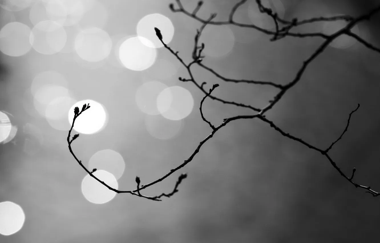 Photo wallpaper light, branches, bokeh