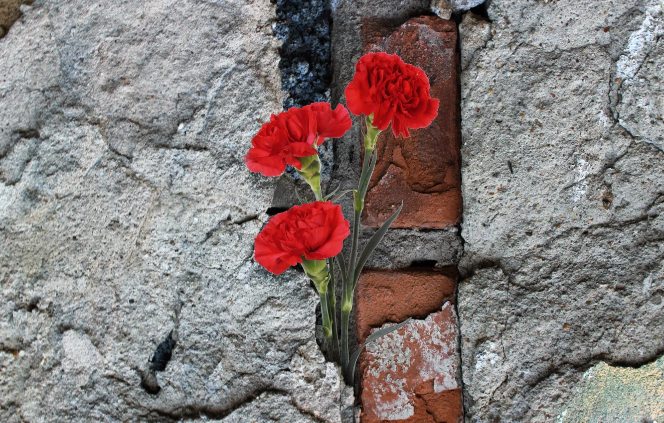 Photo wallpaper red, flower, petals, carnations