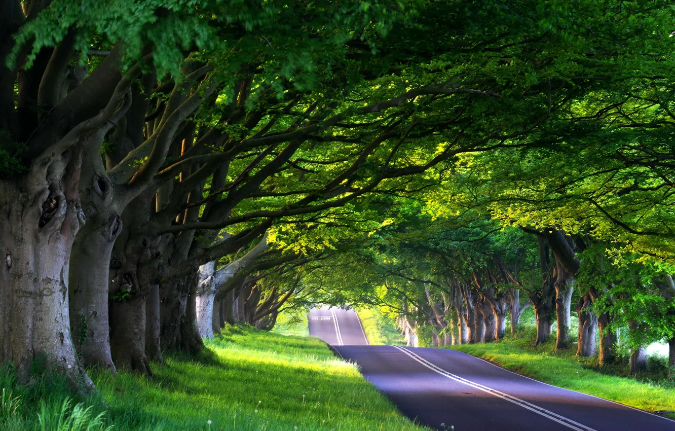 Photo wallpaper road, forest, summer, trees, nature, travel, the way, tree