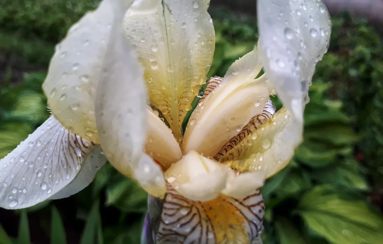 Photo wallpaper drops, flower, nature, iris, iris after the rain